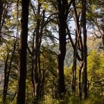 Reserva Altos de Lircay (2024)